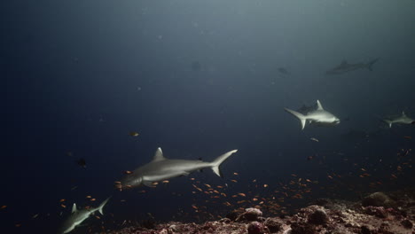 Grey-shark-on-coral-reef