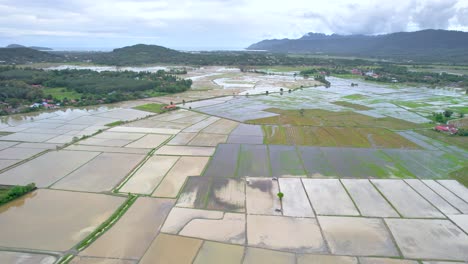 Muster-Von-Reisfeldern,-Gesehen-Von-Einer-Drohne,-Malaysia