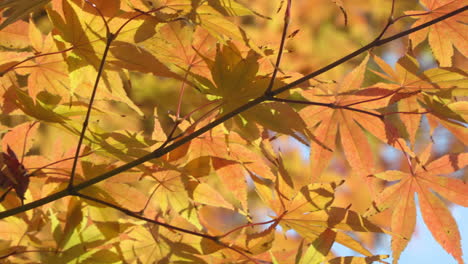 Helles-Herbstlaub-Mit-Sonnenlicht-In-Den-Wäldern-Von-Südkorea