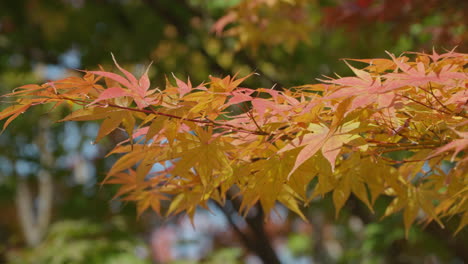 Bunte-Blätter-Während-Der-Herbstsaison-In-Einem-Waldpark-In-Südkorea
