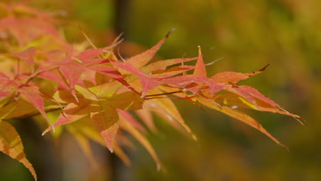 Close-Shot-Of-Autumnal-Acer-Palmatum-Leaves-During-Sunny-Daytime