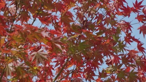 Red-Maple-Leaves-Against-Clear-Sky-During-Autumn-Season-In-South-Korea