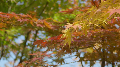 Schöne-Aussicht-Auf-Die-Herbstblätter-Tagsüber-Im-Park