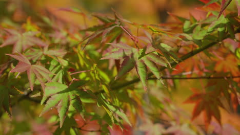 Grüne-Blätter-Japanischer-Ahornbäume,-Die-Während-Der-Herbstsaison-Rot-Werden