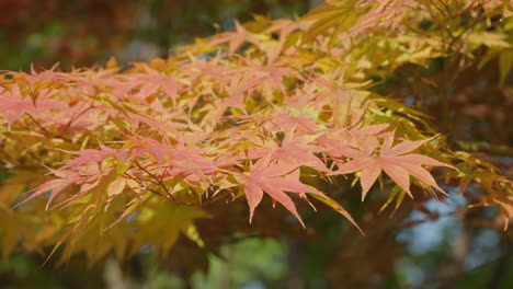Sonnenlicht-Auf-Japanischem-Gelbem-Ahornlaub-Im-Herbst-In-Südkorea