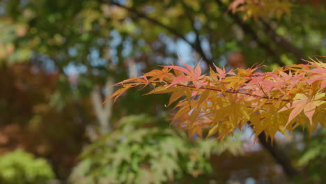 Autumnal-Foliage-Against-Shallow-Depth-Of-Field-Background