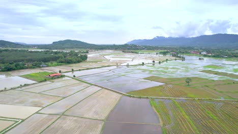 Luftaufnahme-Des-Reisfeldanbaus-In-Landwirtschaftlichen-Flächen-Von-Kampung-Mawar,-Langkawi,-Kedah,-Malaysia