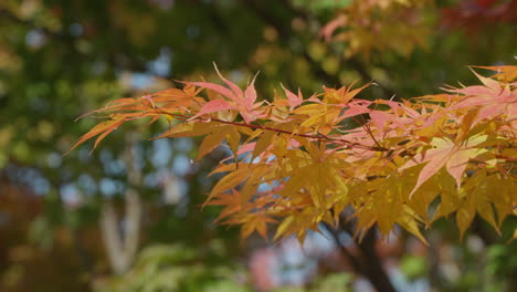 Palmate-Maple-Trees-With-Blurry-Background-During-Autumn