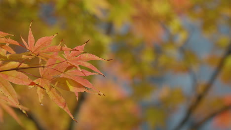 Nahaufnahme-Von-Laubsträuchern-Aus-Japanischem-Ahorn-Während-Der-Herbstsaison