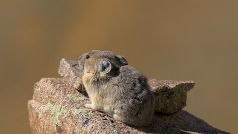 American-Pika-calling-while-sitting-on-a-rock-during-the-day,-handheld