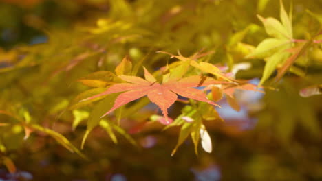 Acer-Palmatum-Foliage-During-Autumn-In-Seoul,-South-Korea