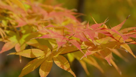 Goldene-Blätter-An-Einem-Hellen-Sonnigen-Tag-Während-Der-Herbstsaison-In-Südkorea