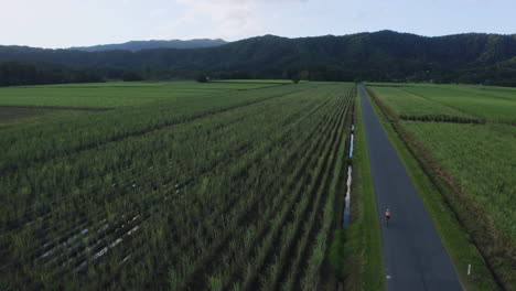 Drone-shot-of-a-single-cyclist-riding-on-a-straight-road-with-can-fields-either-side