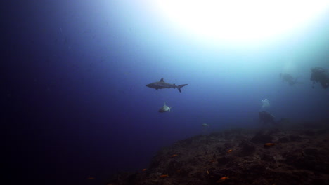 Tiburones-Grises-Y-Buzos-En-Arrecifes-De-Coral