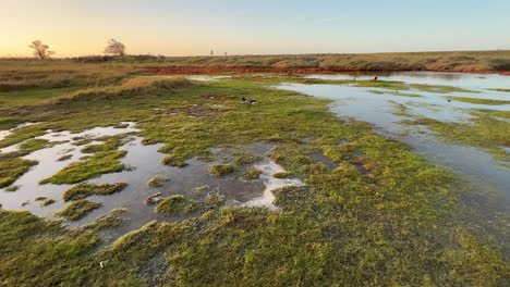 Golden-sunset-view-of-bog-shallow-marshlands-lands-with-a-small-red-marsh,-tidal-plants,-Coastal-scene-with-golden-sunset,-Ducks,-foul,-birds,-shallow-rippling-water,-and-plant-life
