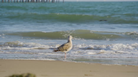 stationary-shot-of-Seagull-picking-at-the-sand-with-waves-and-the-Ventura-Pier-in-the-background-located-in-Ventura-County-Southern-California