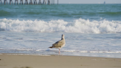 Stationary-shot-of-Seagull-watching-the-waves-of-the-Pacific-Ocean-crash-onto-the-shore-of-Ventura-Beach-located-in-Southern-California
