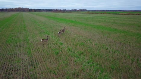Aerial-view-of-three-European-roe-deer-standing-on-the-green-agricultural-field,-overcast-autumn-day,-wide-ascending-drone-shot