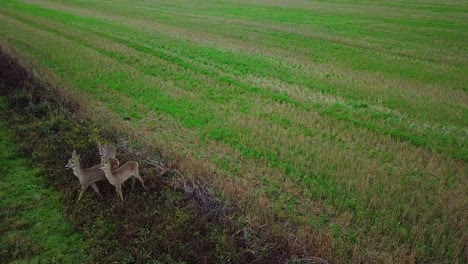 Aerial-birdseye-view-at-three-European-roe-deer-standing-on-the-green-agricultural-field,-overcast-autumn-day,-medium-drone-shot