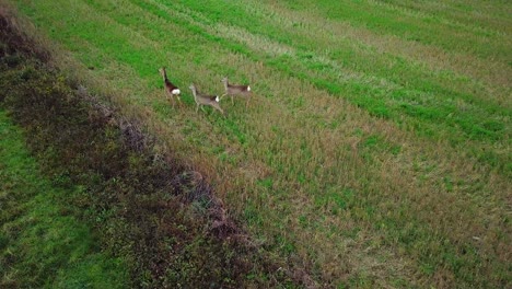 Aerial-birdseye-view-at-three-European-roe-deer-standing-on-the-green-agricultural-field,-overcast-autumn-day,-wide-tracking-drone-shot