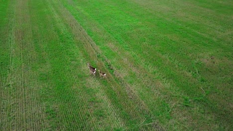 Aerial-birdseye-view-at-three-European-roe-deer-standing-on-the-green-agricultural-field,-overcast-autumn-day,-wide-drone-shot