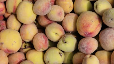 fresh-organic-peach-from-farm-close-up-from-different-angle