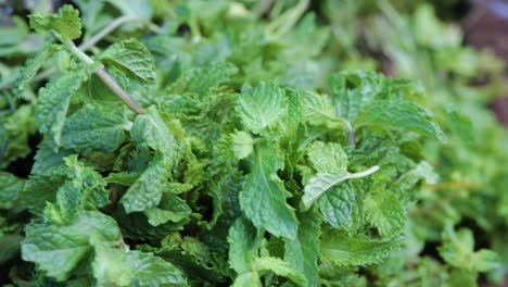 fresh-organic-mint-leaves-from-farm-close-up-from-different-angle