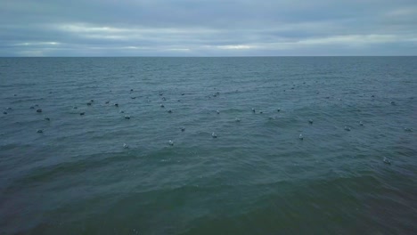 Establishing-aerial-view-of-Baltic-sea-coast-on-a-overcast-day,-seagulls-taking-up-in-the-air,-low-waves-crushing-against-the-coast,-climate-changes,-wide-angle-drone-shot-moving-forward
