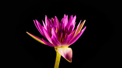 Pink-Sensation-Water-Lly-time-lapse-of-flower-opening-and-closing