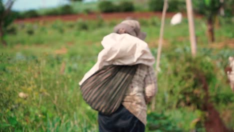 Woman-with-bag-walking-to-plantation-for-harvesting-during-sunny-day,close-up-slow-motion