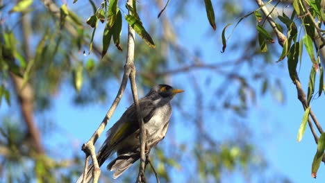 Noisy-miners,-manorina-melanocephala,-hopping-from-brach-to-another-on-the-tree,-chirping-and-making-chip-chip-call-during-spring-breeding-season,-urban-park,-Brisbane-city,-Queensland