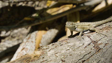 Moving-shot-of-Western-Fence-Lizard-looking-at-the-camera-while-laying-on-a-fallin-tree-located-in-Santa-Paula-Punch-Bowls-Southern-California