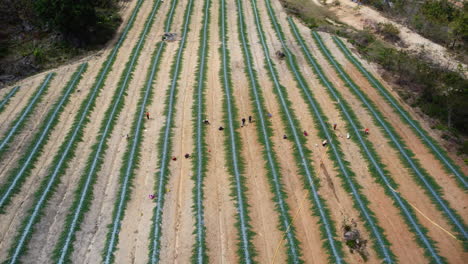 Rows-of-new-farmland-area-in-Vietnam-with-working-people,-aerial-orbit-view