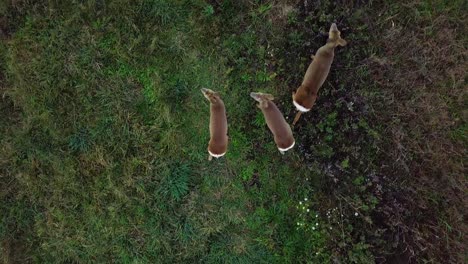 Aerial-birdseye-view-at-three-European-roe-deer-standing-on-the-green-agricultural-field,-overcast-autumn-day,-medium-tracking-top-down-drone-shot