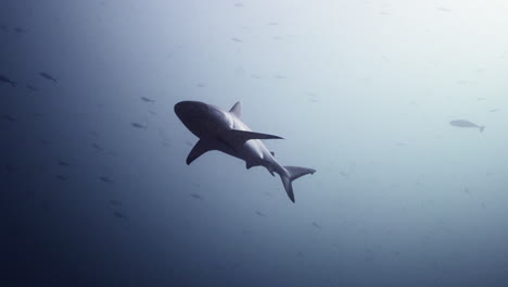 Grey-shark-in-blue-water