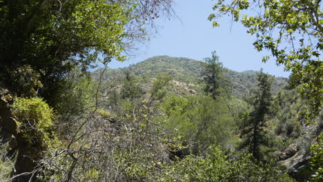 Panning-shot-through-the-forest-with-mountains-and-a-clear-blue-sky-in-the-background-located-in-Santa-Paula-Punch-Bowls-Southern-California