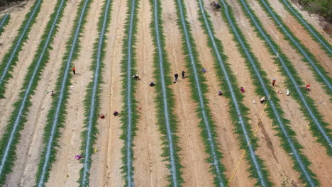 Group-of-Vietnamese-people-preparing-new-tea-plantation-farm,-aerial-fly-away-view