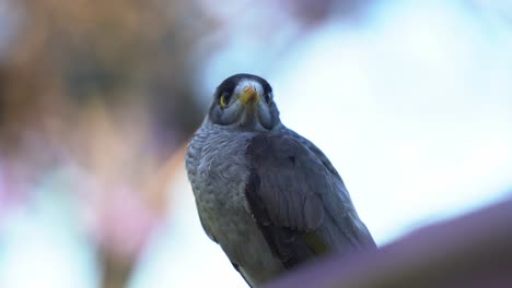 Selective-focus-close-up-shot-of-a-wild-noisy-miner,-manorina-melanocephala-native-to-Australia,-perching-against-blurred-out-background,-chirruping-and-preening-its-feathers-in-an-urban-park