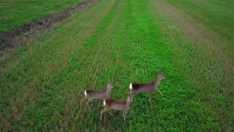 Aerial-birdseye-view-at-three-European-roe-deer-standing-on-the-green-agricultural-field,-overcast-autumn-day,-medium-tracking-drone-shot
