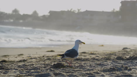 Tracking-shot-of-Seagull-taking-flight-off-of-Ventura-Beach-Southern-California