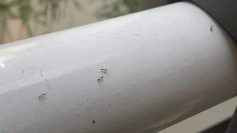 crossing-of-ants-on-a-bar