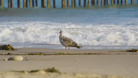 Seagull-on-the-shore-with-Waves-crashing-near-Ventura-Pier-located-in-Ventura-County-Southern-California