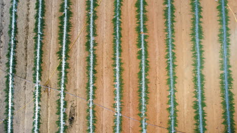 Abstract-linear-pattern-of-cultivated-plantation,-aerial-top-down-view