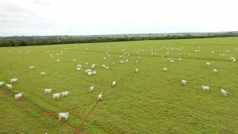 drone-view-of-cattle-ranching-loose-to-pasture,-semi-confinement