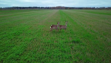 Aerial-view-at-three-European-roe-deer-standing-on-the-green-agricultural-field,-overcast-autumn-day,-medium-tracking-drone-shot