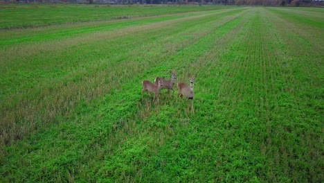 Aerial-birdseye-view-at-three-European-roe-deer-standing-on-the-green-agricultural-field,-overcast-autumn-day,-medium-tracking-drone-shot