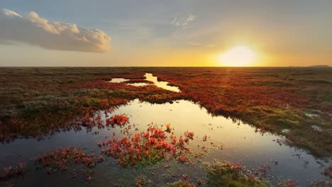 Golden-sunset-view-of-bog-shallow-marshlands-lands-with-a-small-red-marsh,-tidal-plants,-Coastal-scene-with-golden-sunset,-shallow-rippling-water,-and-plant-life