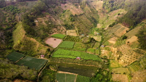 Lush-agriculture-valley-with-tomatoes,-coffee-and-other-crops-growing