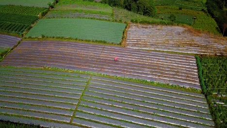 Orbit-drone-shot-of-terraced-vegetable-plantation-with-beautiful-pattern-on-row-with-farmer-si-work-hoeing-on-it---Tropical-vegetable-plantation