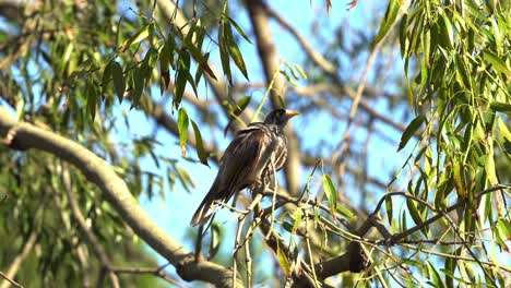 Native-Austrlaian-bird,-noisy-miners,-manorina-melanocephala-perching-on-swaying-tree-branch,-preening-its-wing-feathers-with-its-beak,-wildlife-close-up-shot-at-urban-park